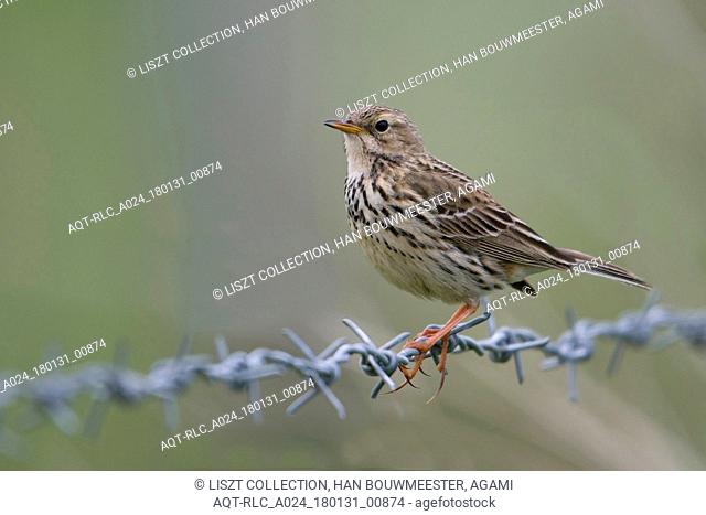 Meadow Pipit perched on barbed wire, Meadow Pipit, Anthus pratensis