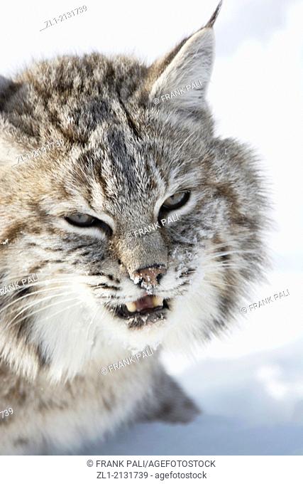 Bobcat (Lynx rufus) Captive young individual in late winter mountain habitat, Bozeman, Montana, USA