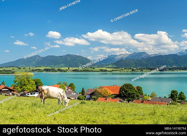 View over Dietringen and the Forggensee to the Ammergau Alps, Rieden am Forggensee, Allgäu, Bavaria, Germany