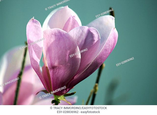 Close up of a two tone pink Leonard Messel Magnolia tree flower in full bloom in spring