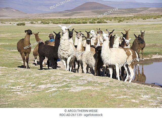 Llama herd Potosi Bolivia Lama glama