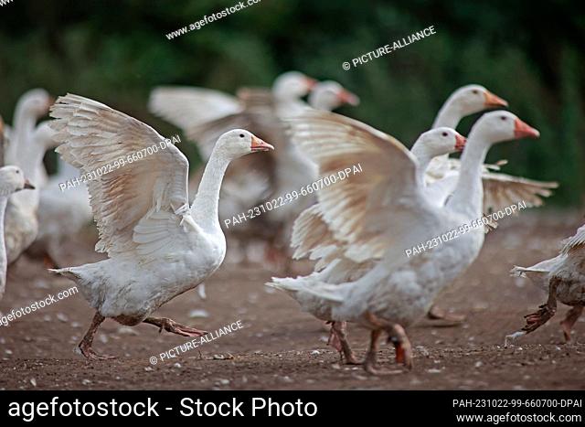 22 October 2023, Saxony-Anhalt, Veckenstedt: Geese stand on a pasture in the northern Harz region near Veckenstedt. Up to 8000 geese grow up on 30 hectares of...