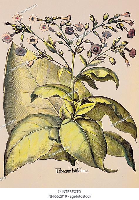 botany, herbs, tobacco Nicotiana tabacum, copper engraving, coloured, from Hortus Eystettensis, by Basilius Besler 1561- 1629, Eichstaett, Germany, 1613