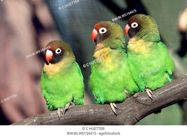 black-cheeked lovebird Agapornis nigrigenis, three individuals next to each other on a branch