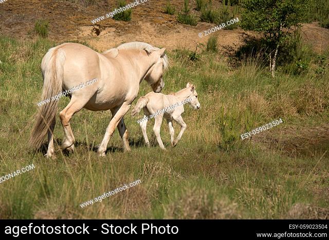 Cute young foal and mare of a Fjord horse on a sunny day