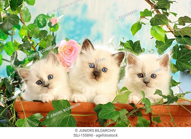 Sacred cat of Burma - three kittens in flowerpot