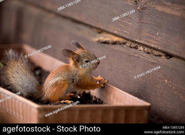 Young red squirrel (Sciurus vulgaris)
