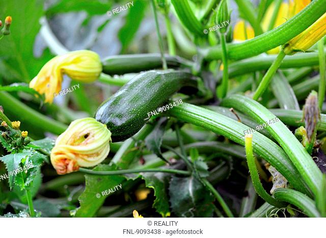 Zucchini in the garden