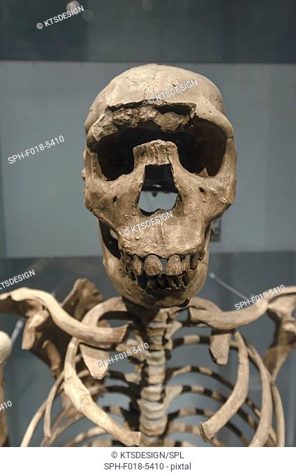 Prehistoric skeleton