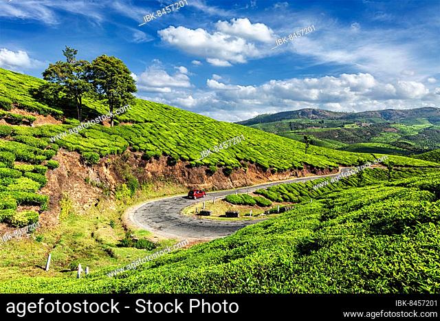 Kerala India travel background, car on road in green tea plantations in Munnar, Kerala, India, Asia