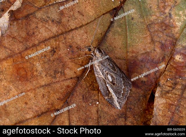 Streak (moth) (Chesias legatella), Late broom moth, Insects, Moths (Geometridae), Butterflies, Animals, Other animals, The Streak adult, resting on dead Norfolk