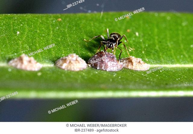 Ant (formidicae) fostering female scales (Coccoidea) sitting on leaf of oleander (nerium oleander)