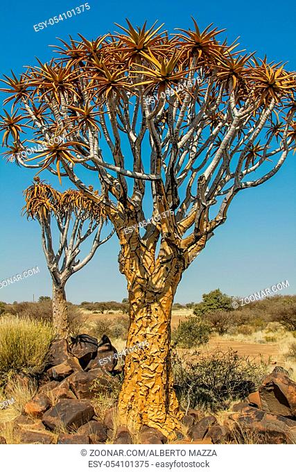Quiver Tree Forest consists of trees of Aloe the tallest trees have 2-3ncenturies and is a National Monument, Namibia