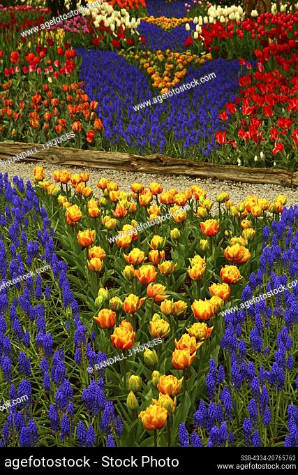 Grape Hyacinth Rows in the Tulips C/O Roozengaarde in During the Tulip Festival in Skagit Valley Washington