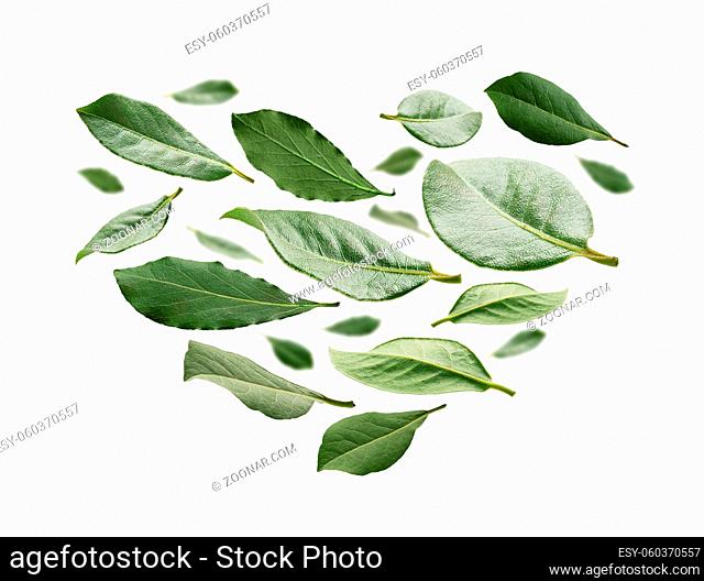 Green Bay leaves in the shape of a heart on a white background
