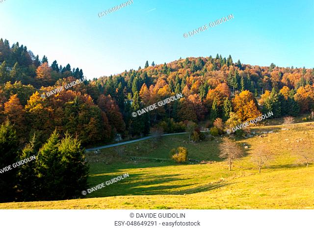 Trees in autumn season background. Beauty in nature. Autumn lansdscape