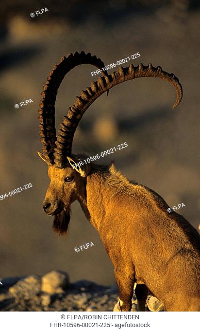 Nubian Ibex Capra nubiana adult male, En Gedi, Israel, december