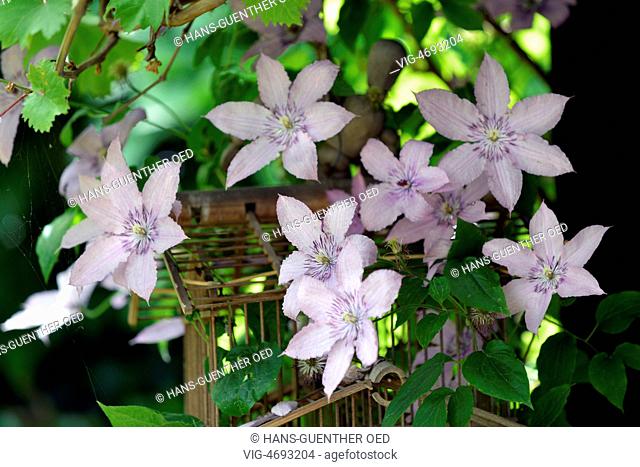 17.06.2014, Unkel, GER, Germany, the blossoms of a clematis on a bird cage made of wood - Unkel, Rhineland-Palat, Germany, 17/06/2014