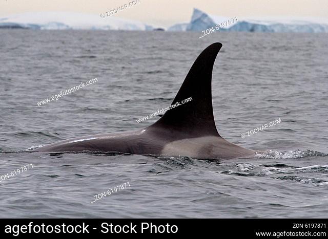 male killer whale floating on a cloudy day in Antarctic waters