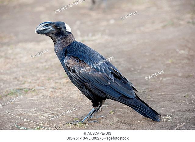 Thick-billed raven, Semien Mountains, Ethiopia