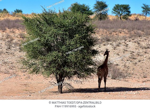 During the largest heat-day, a giraffe in the South African part of the Kgalagadi Transfrontier National Park lingers in the shade of a tree, taken on 24
