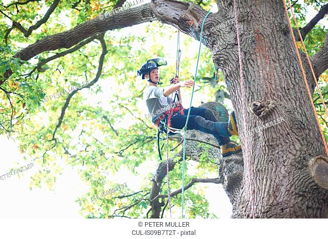 Young male trainee tree surgeon climbing tree trunk