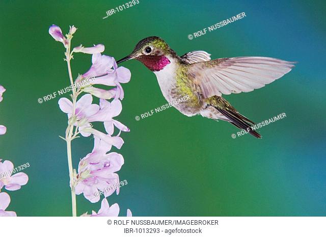 Broad-tailed Hummingbird (Selasphorus platycercus), male in flight feeding on Rocky Mountain Penstemon (Penstemon strictus), Rocky Mountain National Park
