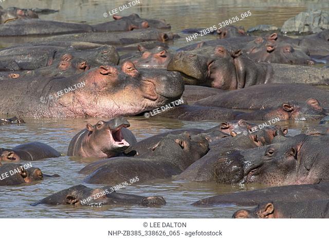 Hippopotamus (Hippopotamus amphibius) large group with young yawning, Serengeti National Park, Tanzania