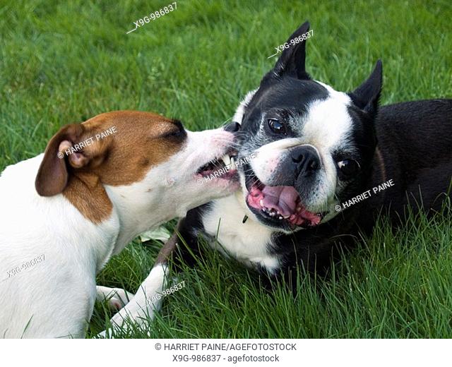 Jack Russell Terrier and Boston Terrier