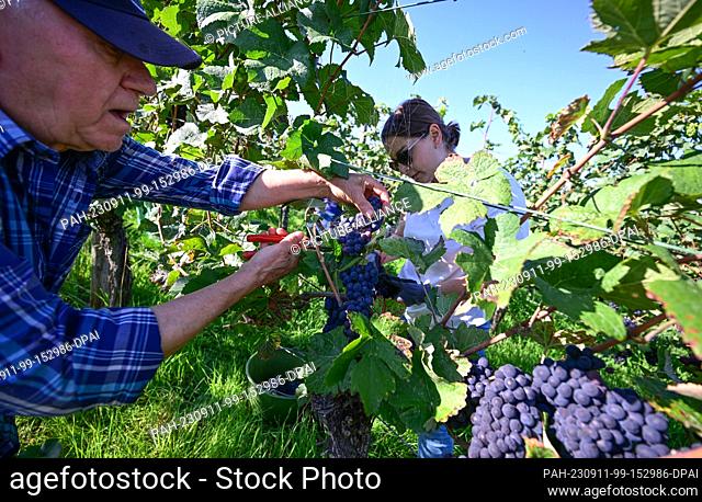 11 September 2023, Baden-Württemberg, Fellbach: Winegrowers harvest the first Schwarzriesling grapes at the Kappelberg in Fellbach