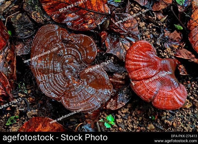 Ganoderma mushroom fruiting, Ganoderma lucidum, polypore fungi, family Ganodermataceae, Thiruvananthapuram, Kerala, India
