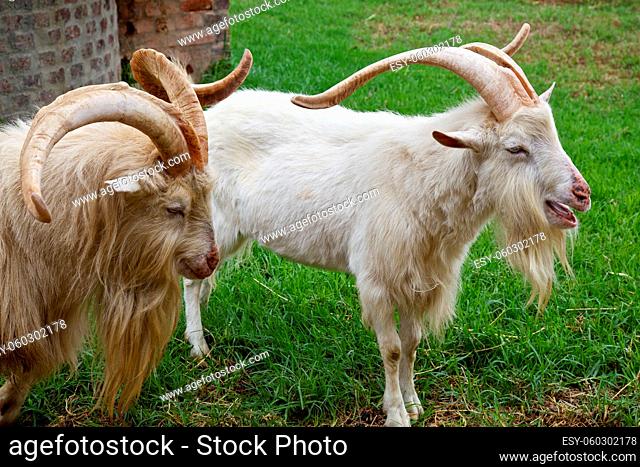 Male goats in a farm
