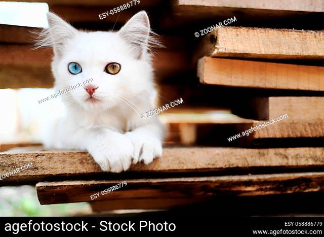 A charming white kitten with heterochromia is sitting on the boards. Unique pet