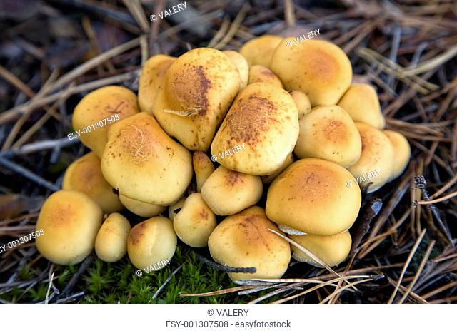 group of mushrooms Hypholoma fasciculare