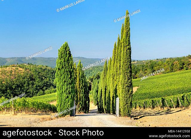 Vineyards near Radda in Chianti, Chianti, Province of Firenze, Tuscany, Italy