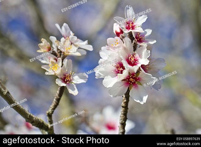 Close view detail of almond tree blossoms in the nature
