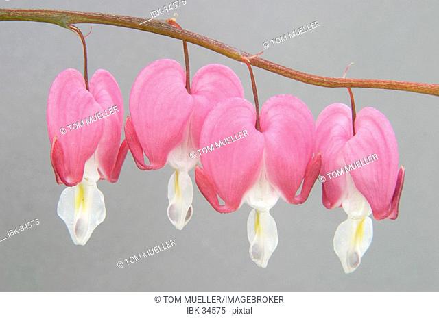 Four Gold Hearts Dicentra spectabilis