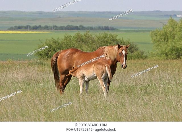 southern, feeding, scenic, mother, its, colt