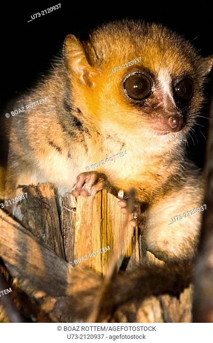 A nocturnal Mouse Lemur in Adasibe forest in Eastern Madagascar