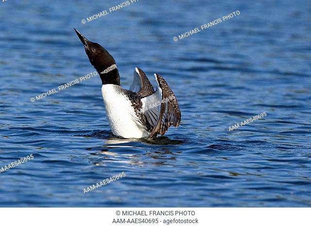 Common Loon adult starting to spread wings (Gavia immer) Madge Lake, Duck Mountain Provincial Park, Saskatchewan, Canada