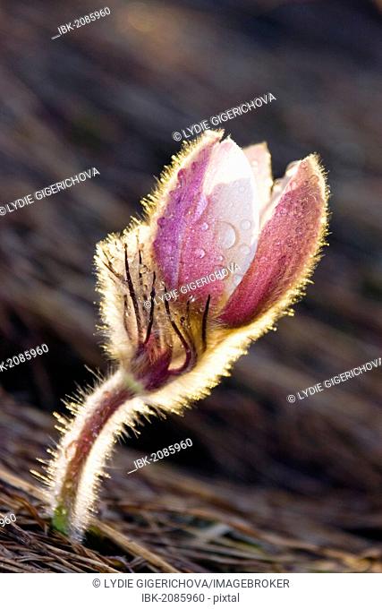 Spring Pasque flower (Pulsatilla vernalis, Anemone vernalis), Passo Gardena pass or Groednerjoch, Dolomites, Italy, Europe