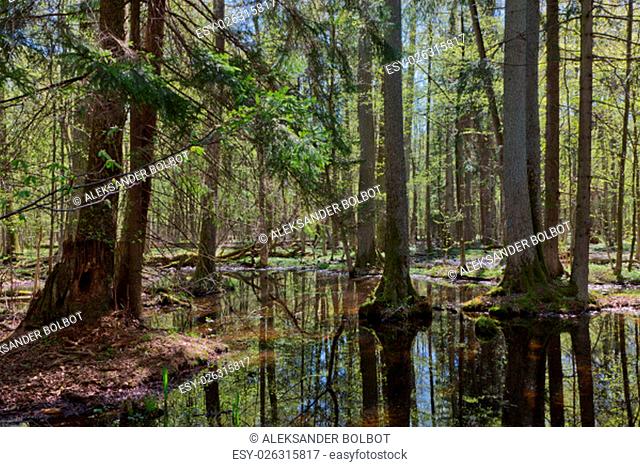 riparian stand of bialowieza forest with water in sun, bialowieza forest, poland, europe