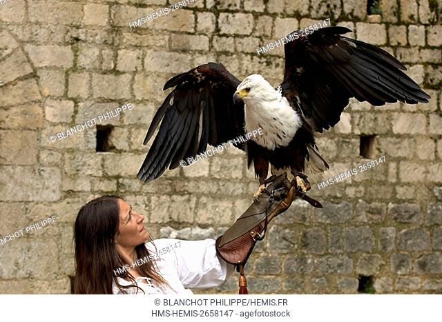 France, Vienne, Chauvigny, falconry show Les Geants du Ciel in the ruins of the baronial castle, old castle of the Bishops of Poitiers