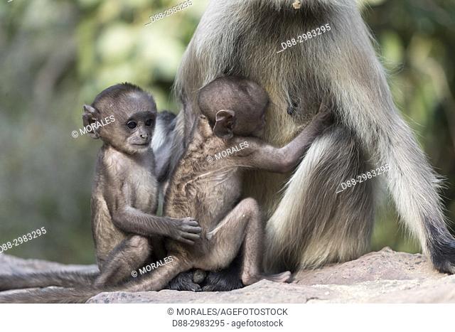 Asia, India, Rajasthan, Ranthambore National Park, Northern plains gray langur or Hanuman Langur (Semnopithecus entellus), mother and baby