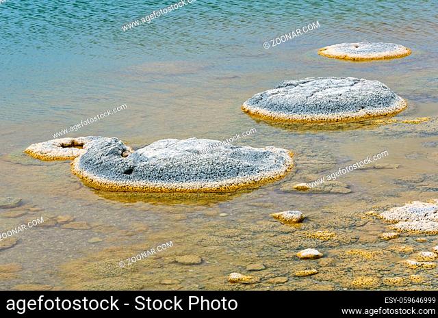 Stromatolites are living rock-like fossils that have been producing oxygen for about 3.5 billion years - Lake Thetis, WA, Australia