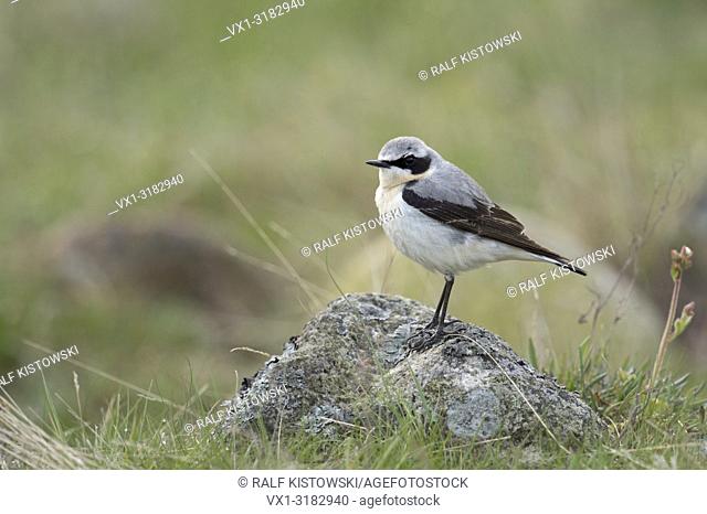 Northern Wheatear ( Oenanthe oenanthe ), male in breeding dress, perched on a rock, in typical surrounding, Europe