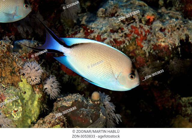 Weiblicher Rotmeer-Lyrakaiserfisch, Genicanthus caudovittatus, Ägypten, Rotes Meer, Female Lyretail angelfish, Aegypt, Red Sea