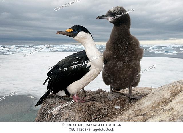 Antarctic shag and chick  The chick is larger than its parent Antarctic peninsula