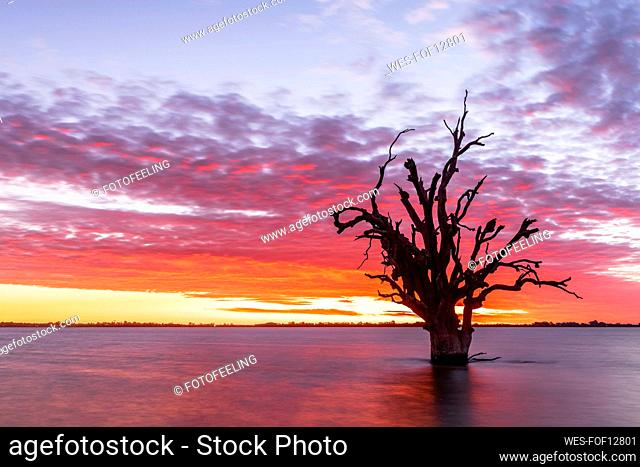 Australia, South Australia, Silhouette of dead tree standing in Lake Bonney Riverland at sunset