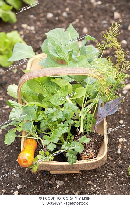 A basket of various young plants in a vegetable patch